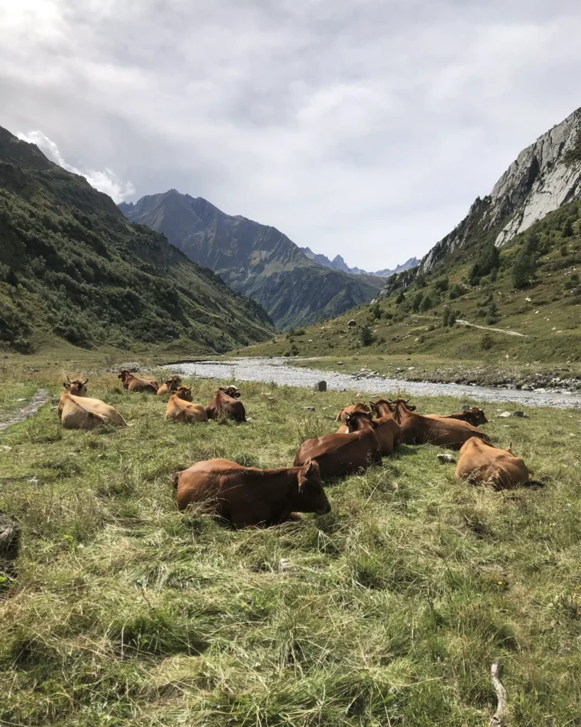 Tarine cows in the Beaufortain alpine pastures on the Tour du Mont Blanc, where Beaufort cheese is produced.
