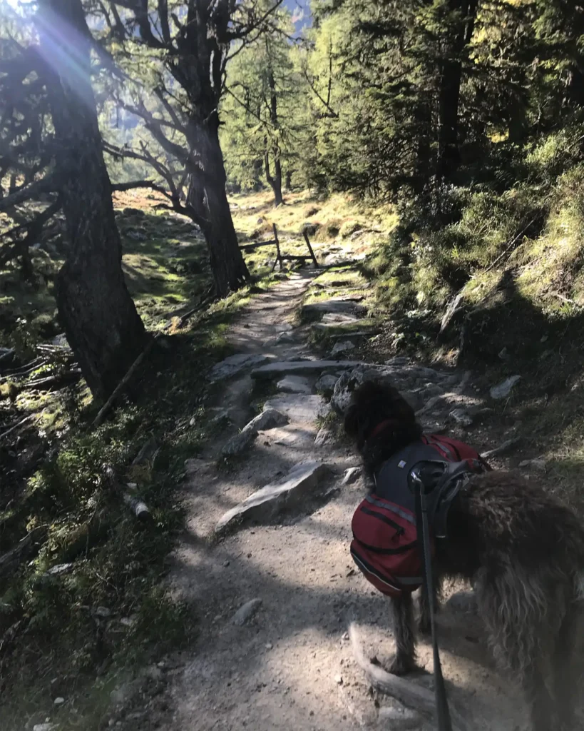 A dog wearing a hiking backpack climbing the Col de la Bovine on the Tour du Mont Blanc.